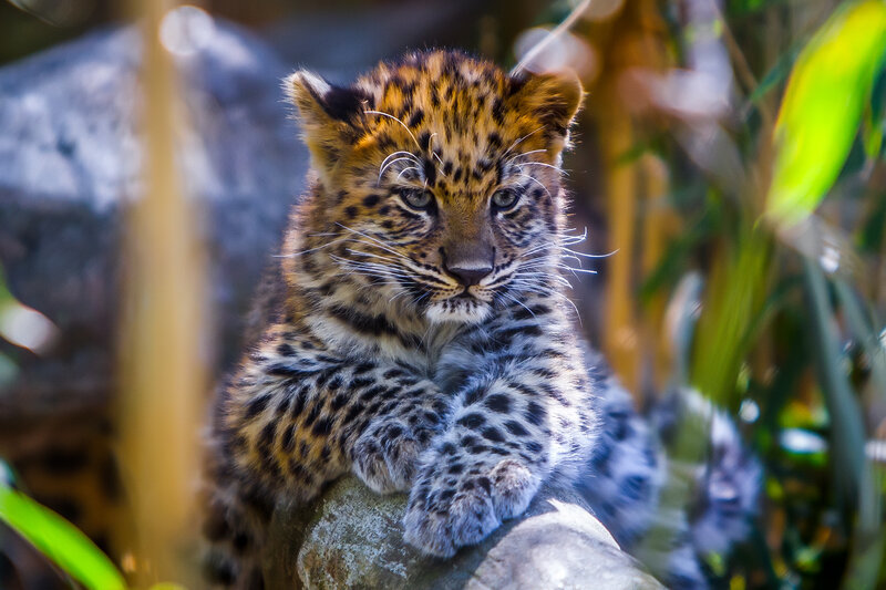 Leopard Cub on Rock — Brown, Calm, Afternoon