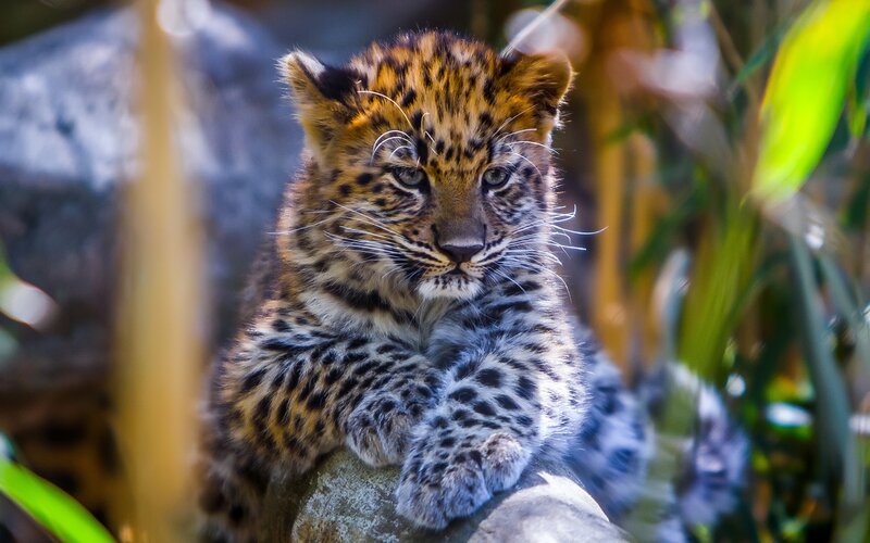 Leopard Cub on Rock — Brown, Calm, Photograph
