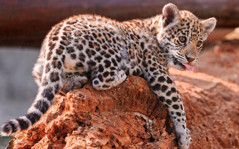 Leopard Cub on Rock — Brown, Curious, Afternoon, Photograph