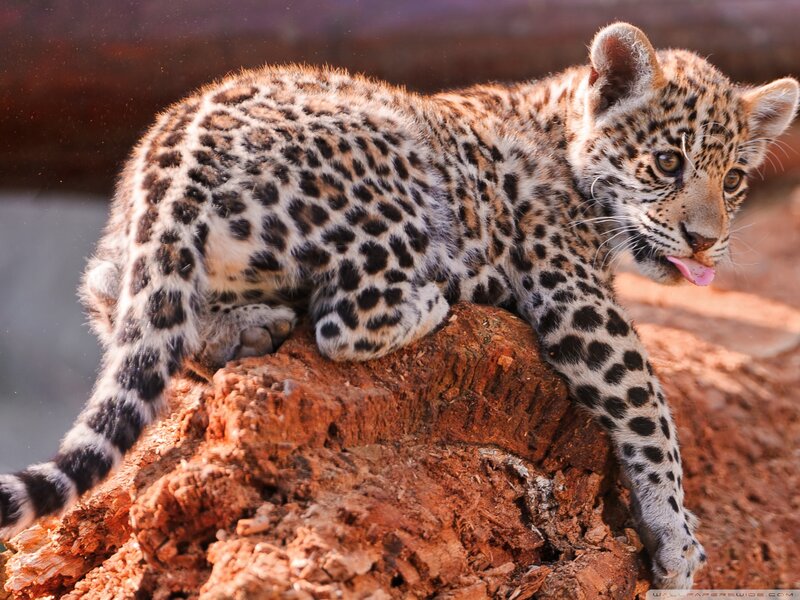 Leopard Cub on Rock — Brown
