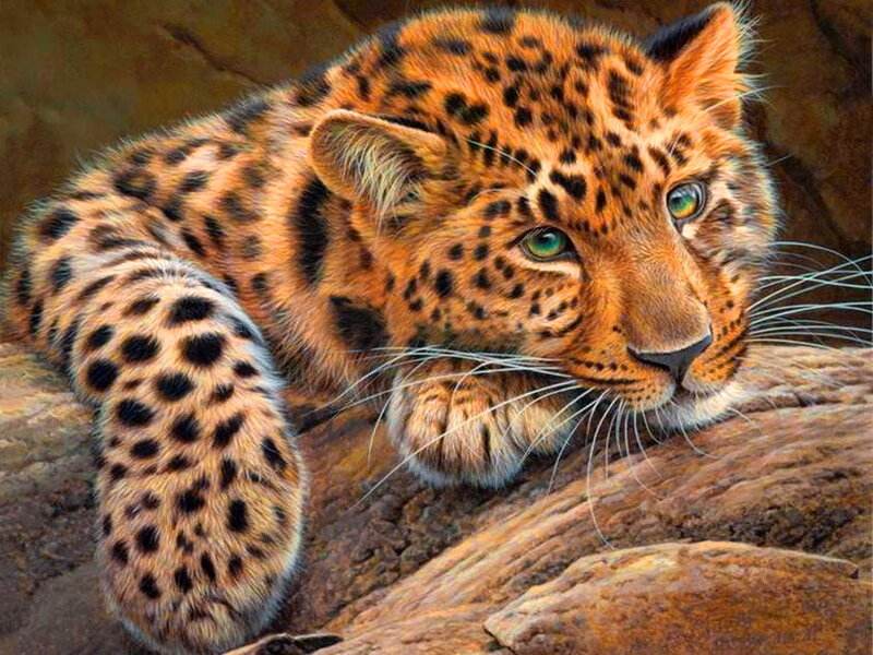 Leopard Cub on Rock