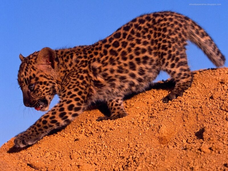 Leopard Cub on Sand — Orange, Natural
