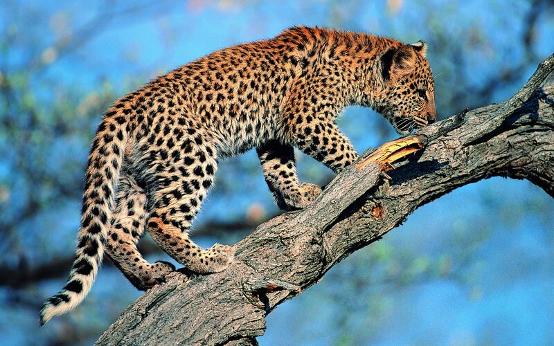 Leopard Cub on Tree Branch