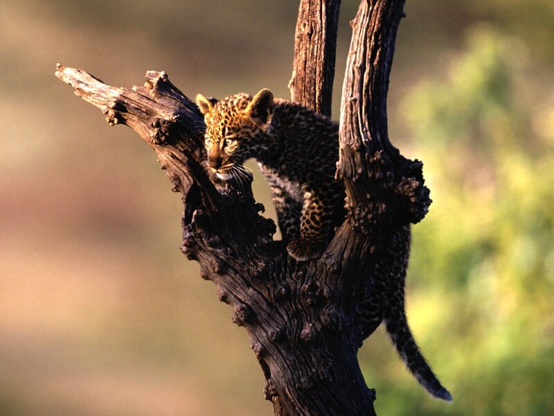 Leopard Cub on Tree — Brown