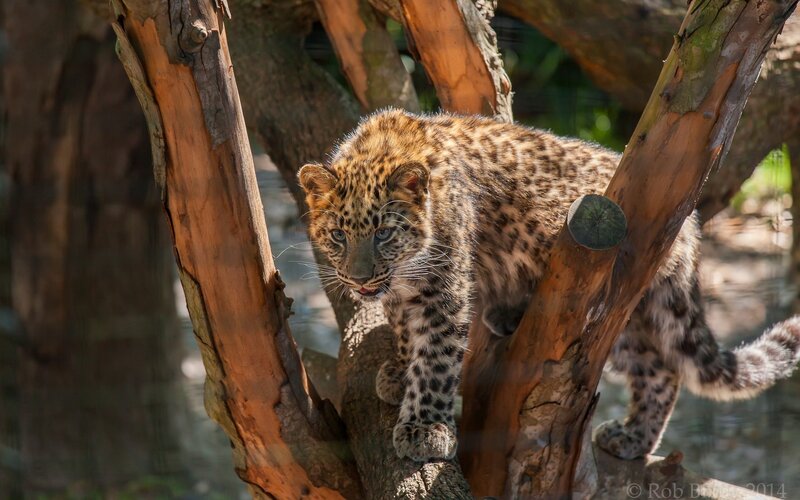 Leopard Cub on Tree