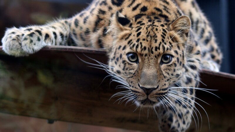 Leopard Cub on Wooden Beam