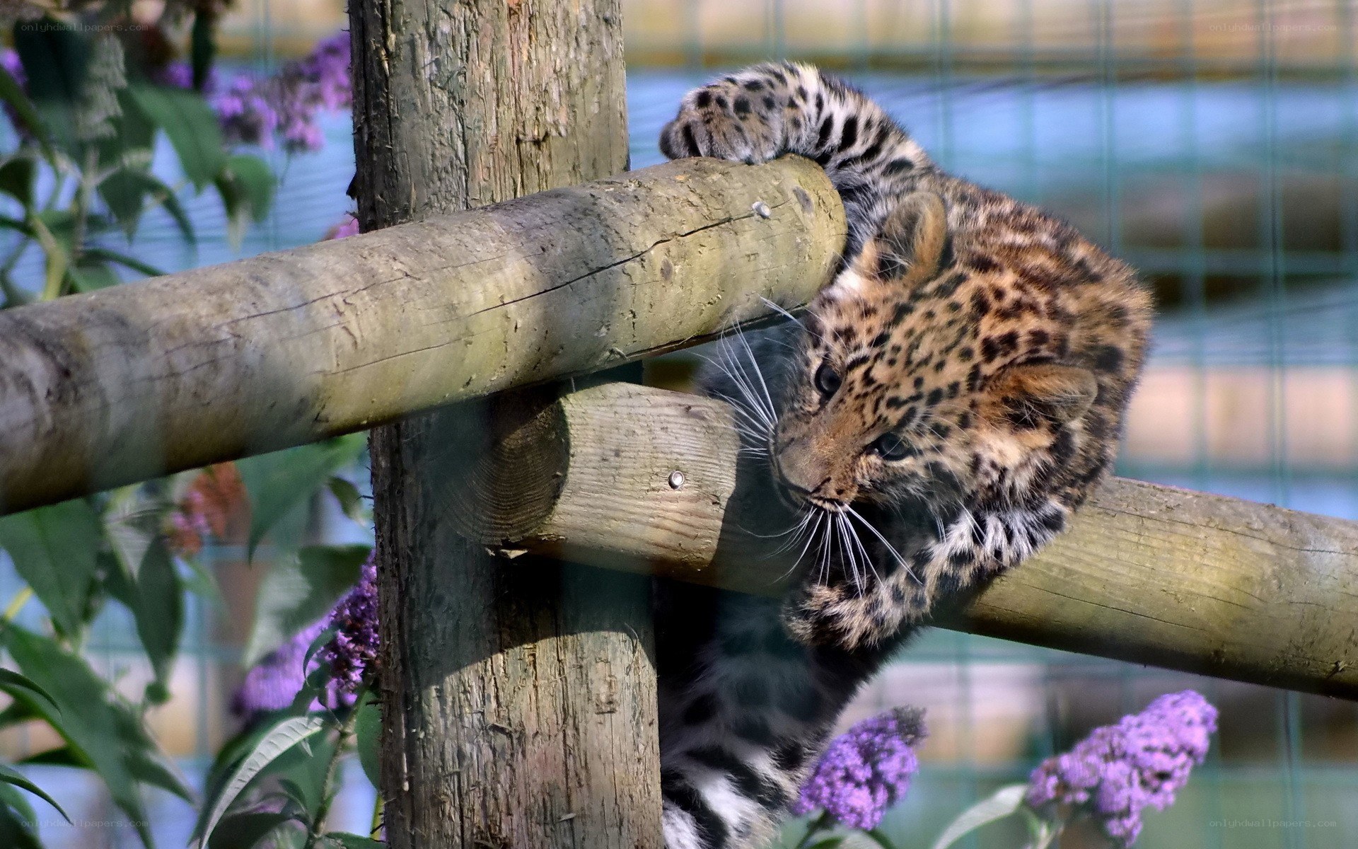 leopard cub on wooden structure