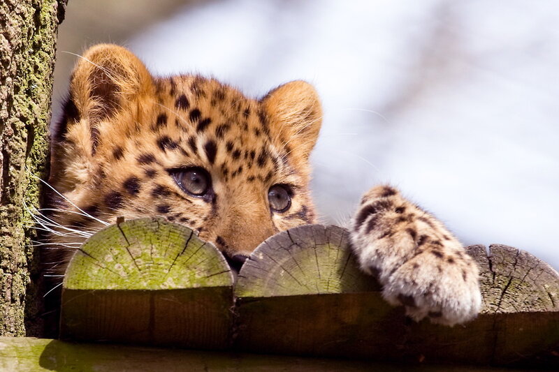 Leopard Cub Peeking
