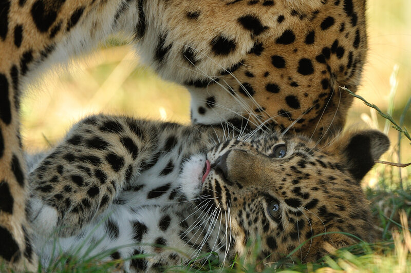 Leopard Cub Playing — Brown, Playful, Afternoon, Photograph
