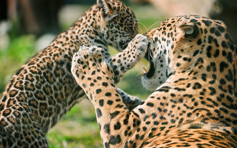 Leopard Cub Playing — Brown, Playful, Photograph