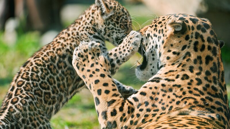 Leopard Cub Playing — Brown, Playful