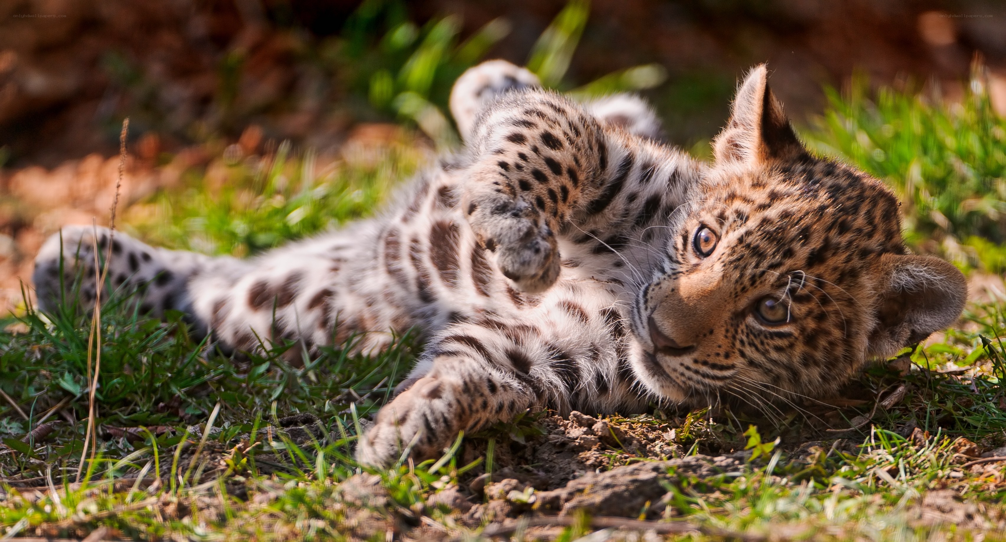 leopard cub playing in grass