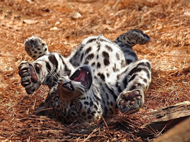 leopard cub playing on its back
