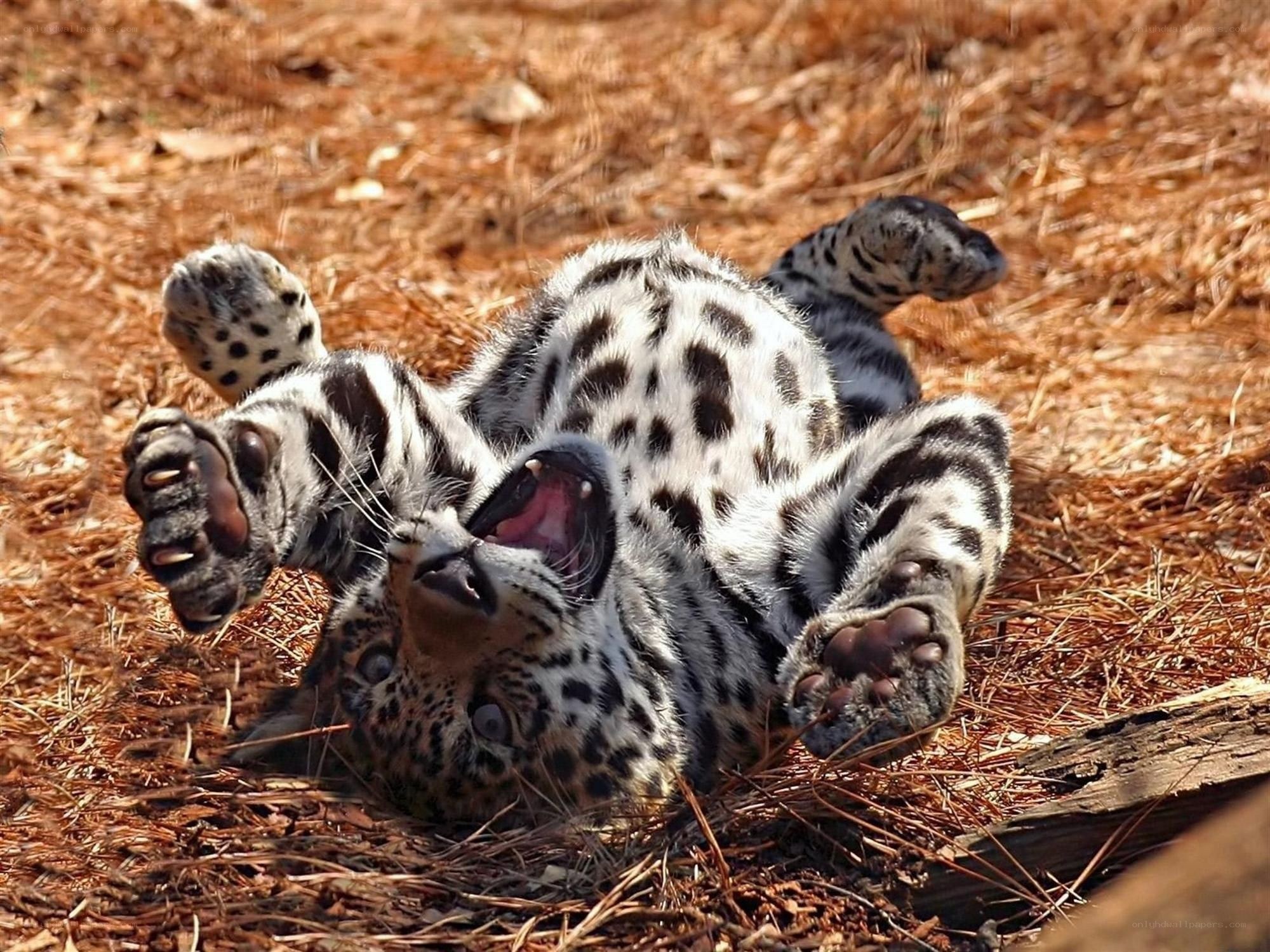 leopard cub playing on its back