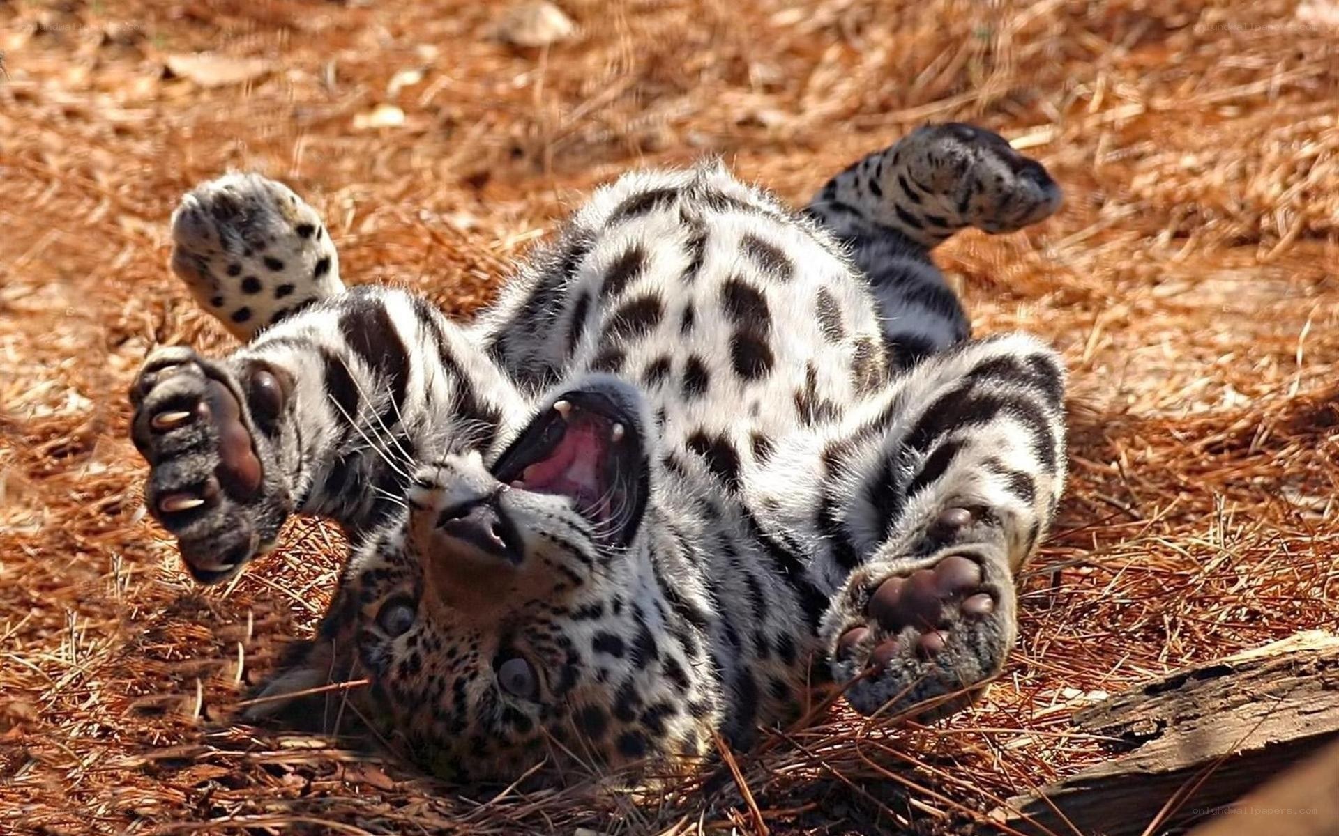 leopard cub playing on its back