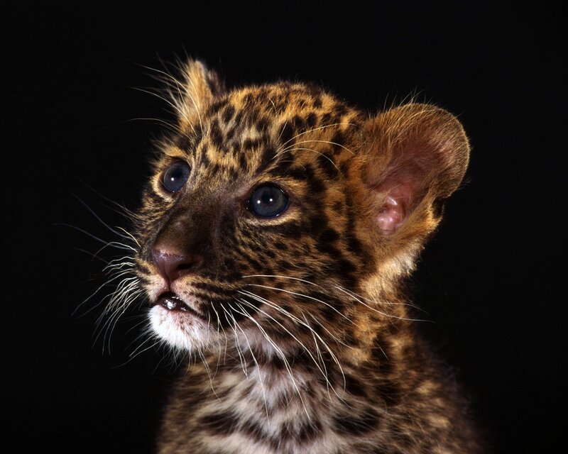 leopard cub portrait