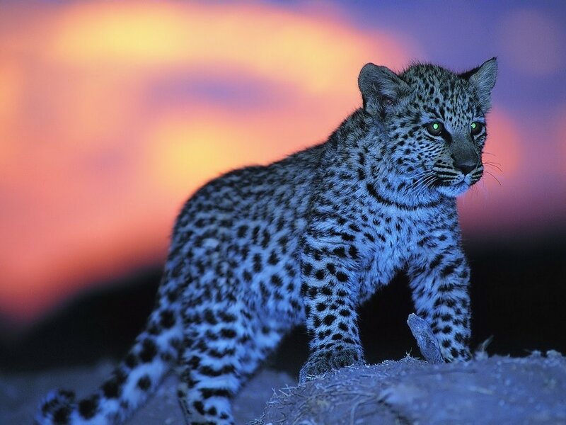 Leopard Cub — Purple