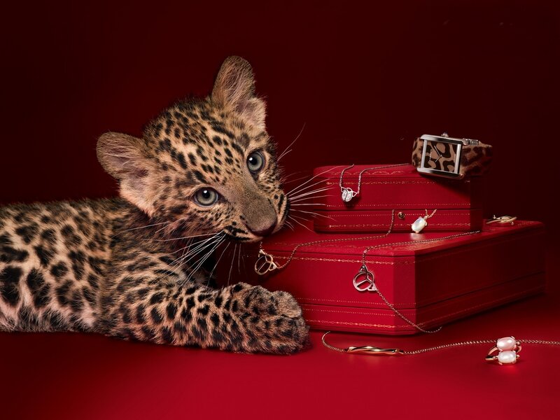 Leopard Cub — Red