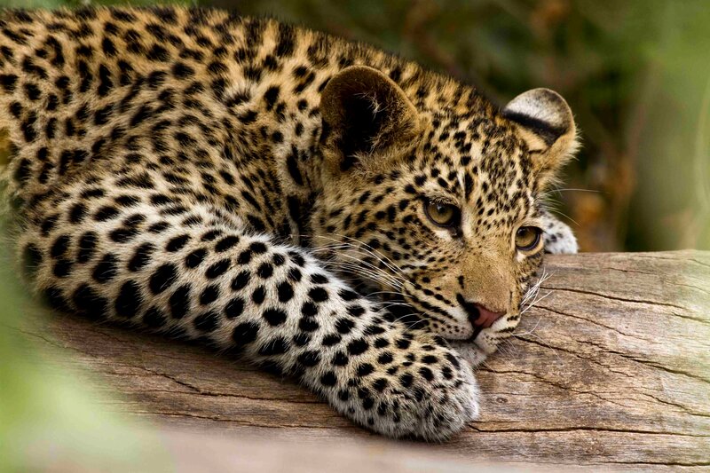Leopard Cub Resting — Brown