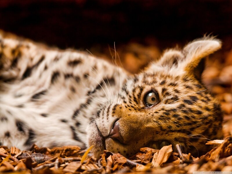 leopard cub resting on leaves