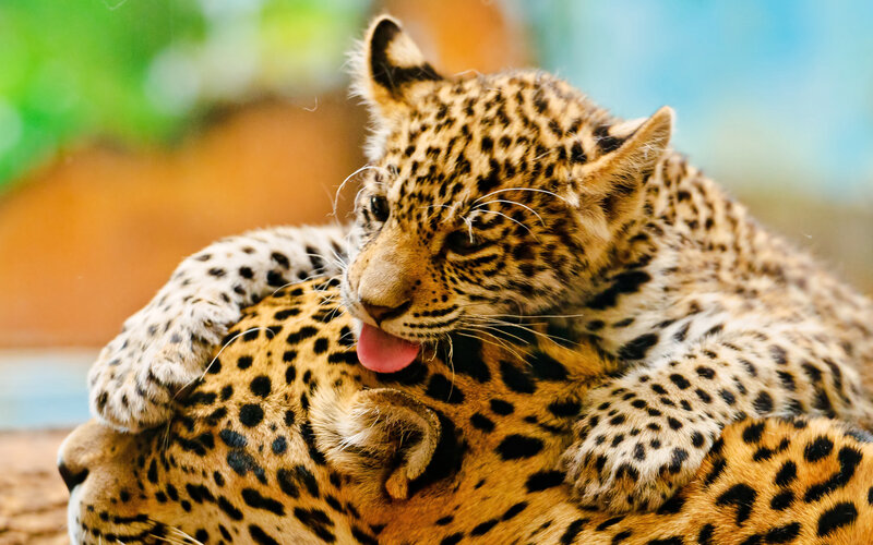 Leopard Cub Resting — Yellow