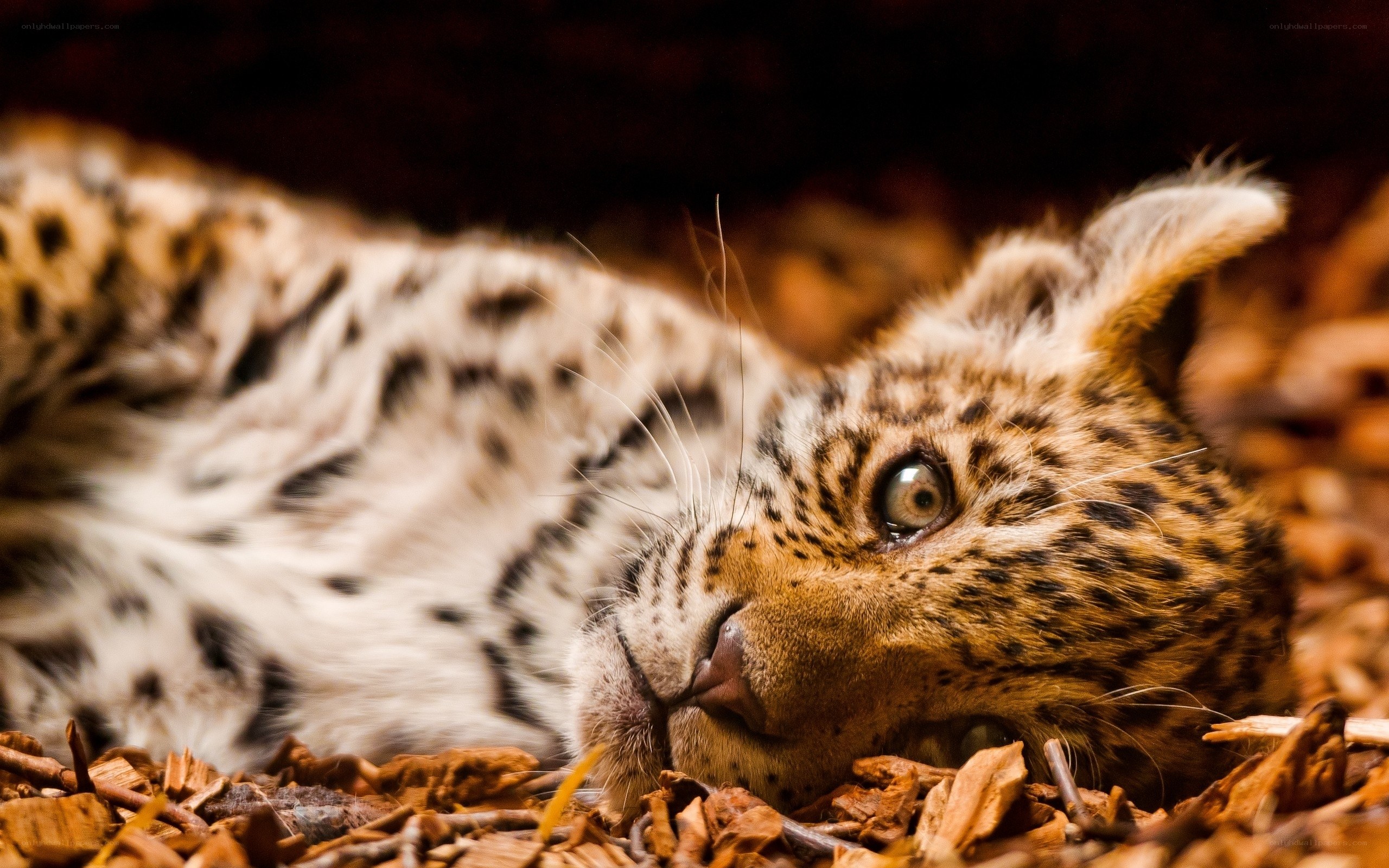 leopard cub resting