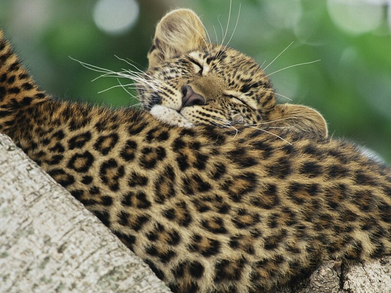 Leopard Cub Sleeping — Brown