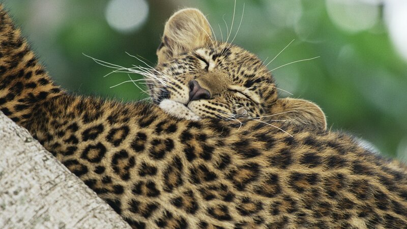 Leopard Cub Sleeping