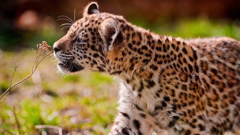 Leopard Cub Sniffing Plant — Brown