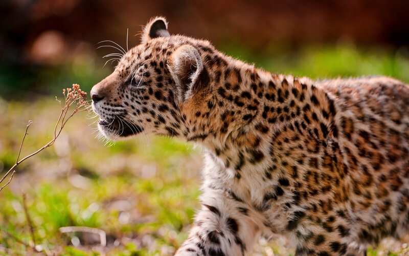 Leopard Cub Sniffing