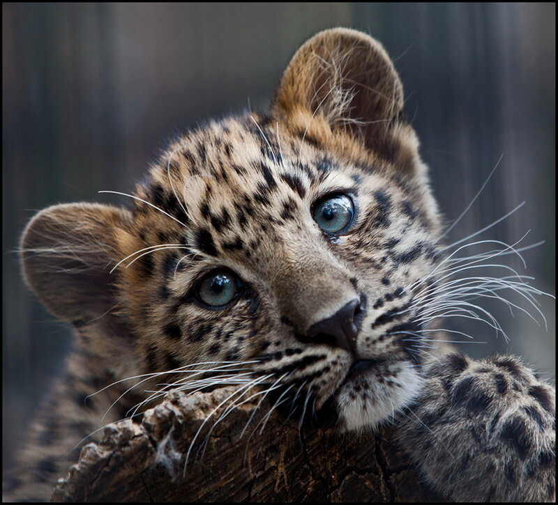 Leopard Cub