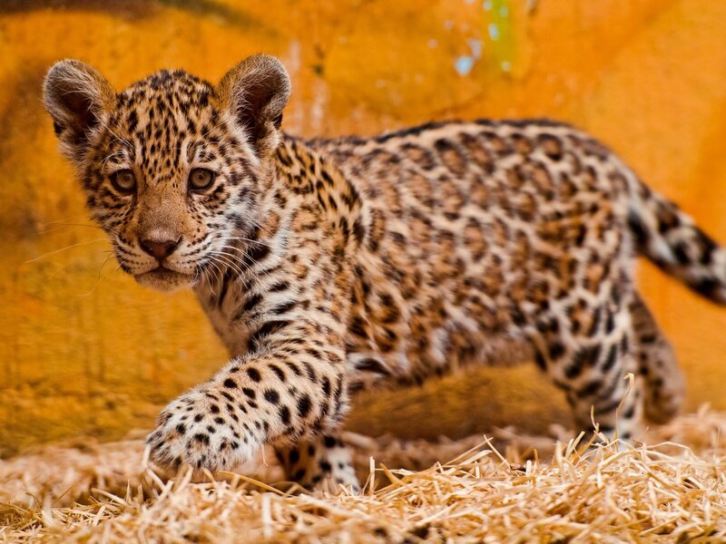 Leopard Cub Walking — Brown, Curious
