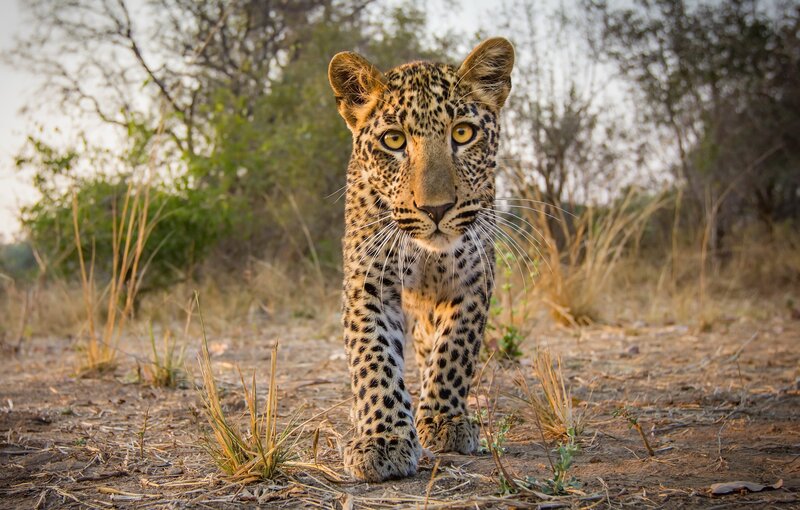 Leopard Cub Walking — Brown, Intense