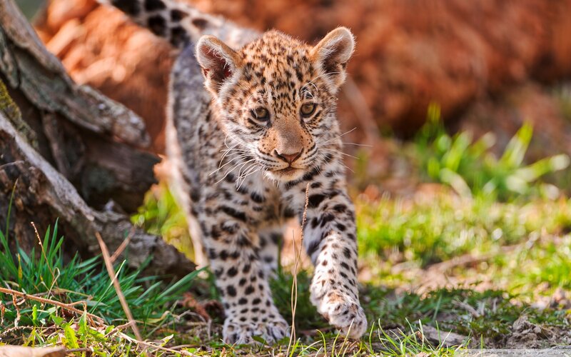 Leopard Cub Walking — Brown, Natural