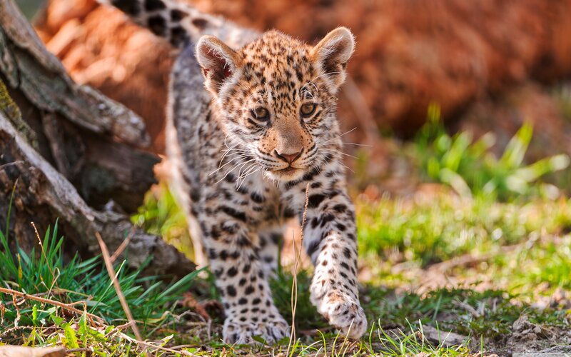 Leopard Cub Walking — Brown