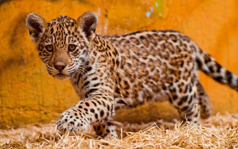 leopard cub walking on straw