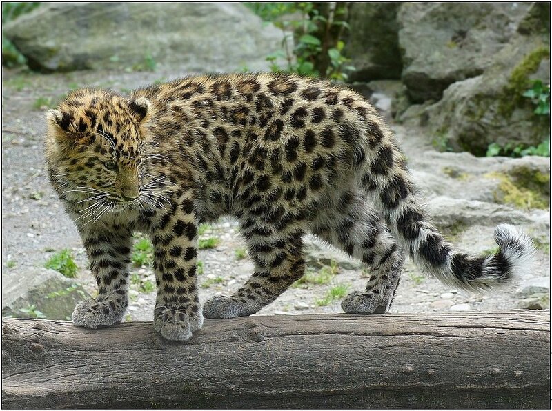 Leopard Cub Walking