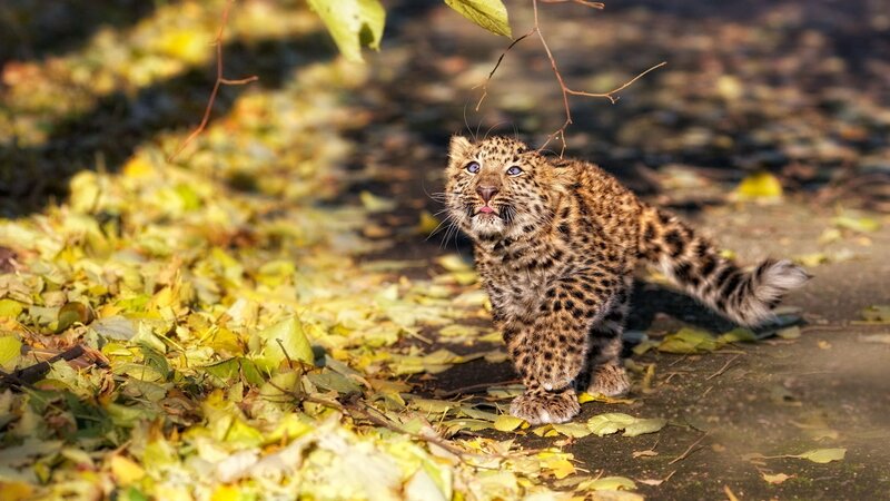 Leopard Cub Walking — Yellow, Natural