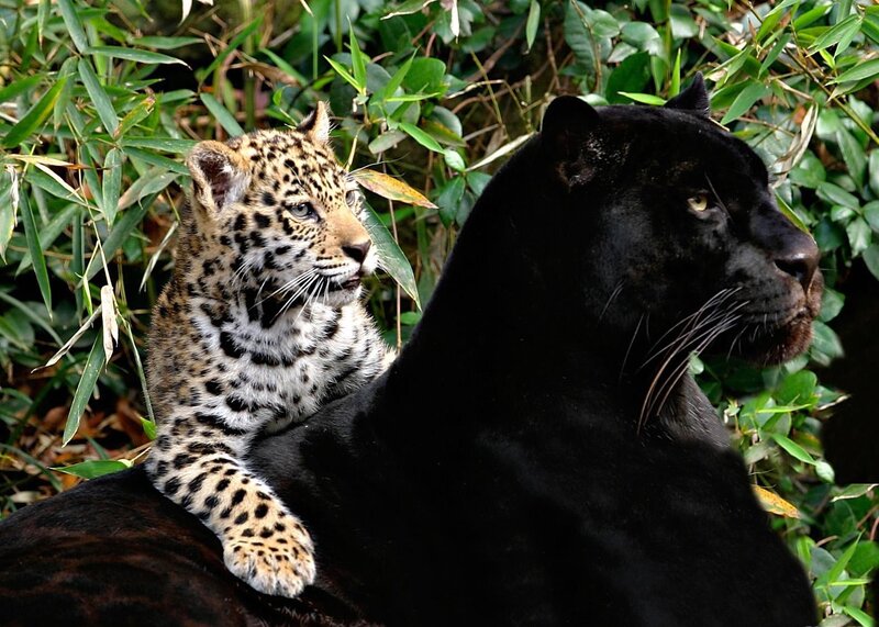 Leopard Cub with Black Panther — Calm