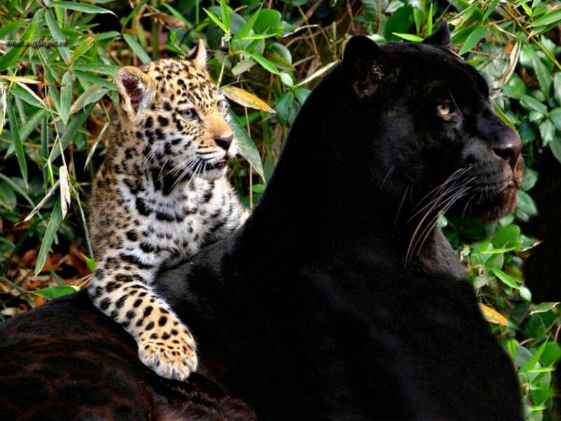 Leopard Cub with Black Panther