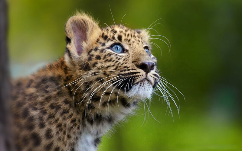 leopard cub with blue eyes