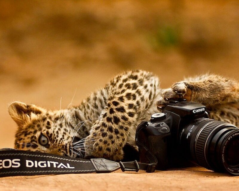 Leopard cub with camera