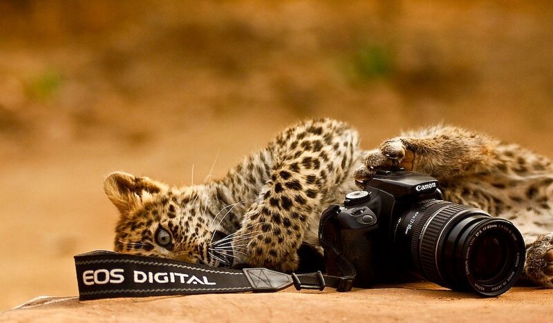 Leopard Cub with Camera — Brown