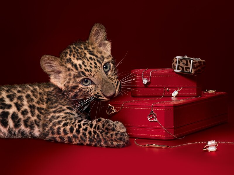 Leopard Cub with Jewelry