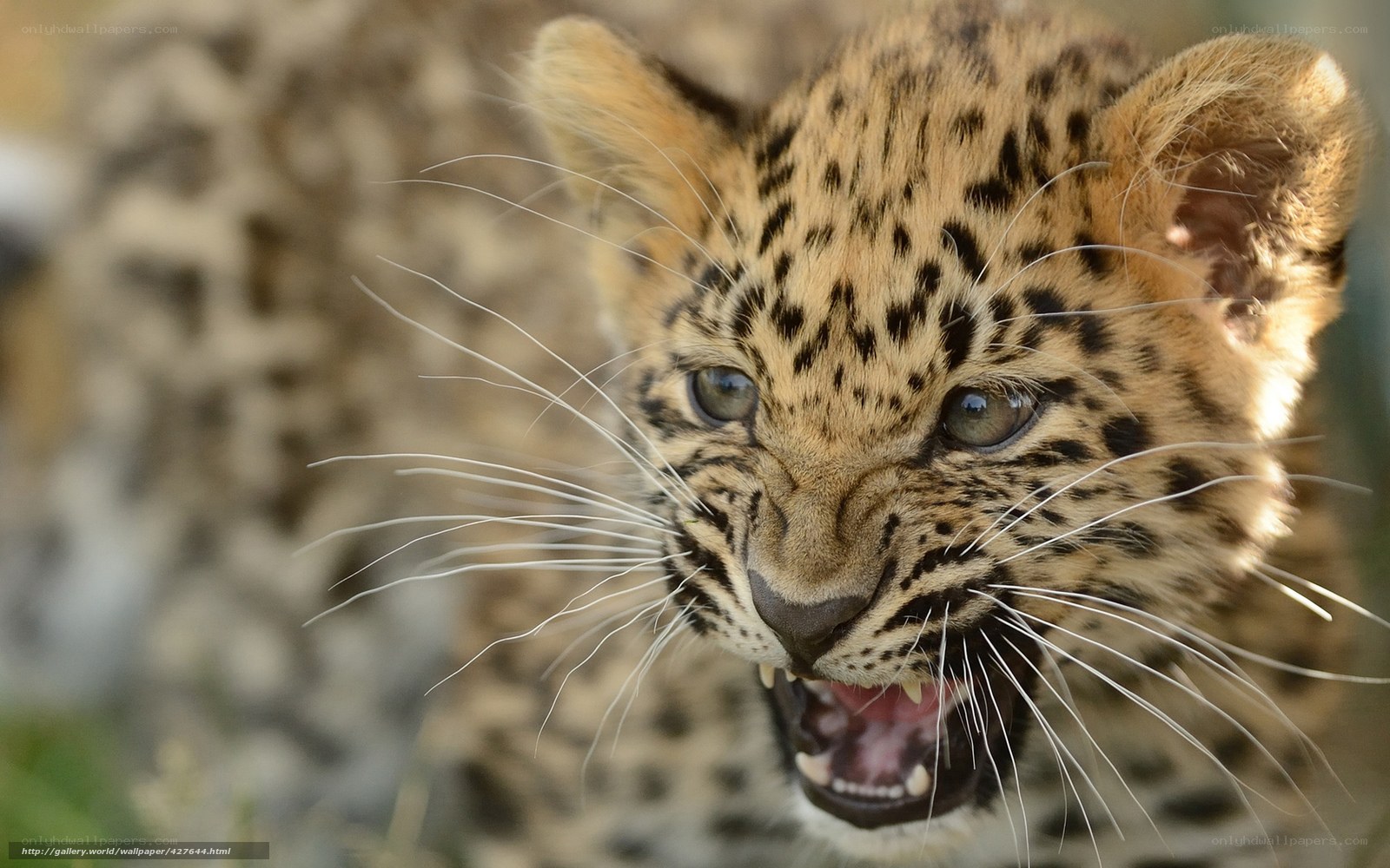 leopard cub with open mouth