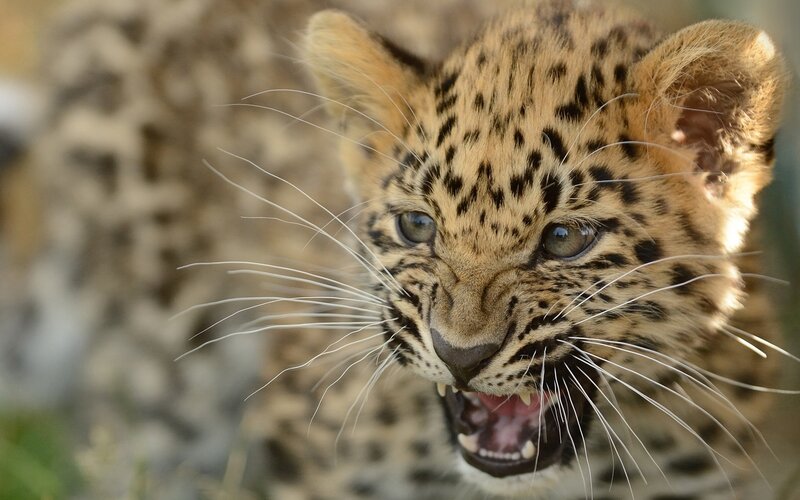 leopard cub with open mouth