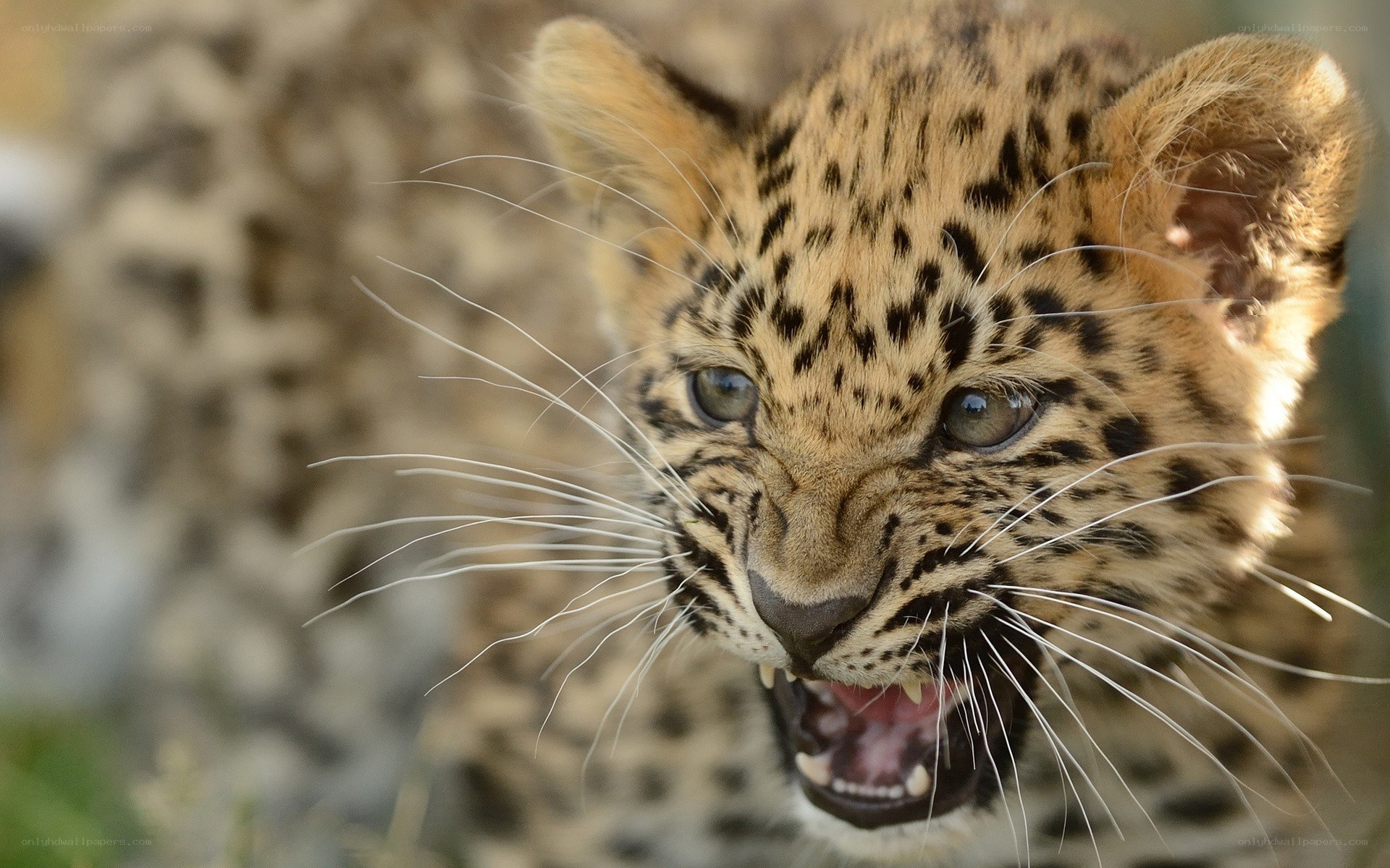 leopard cub with open mouth