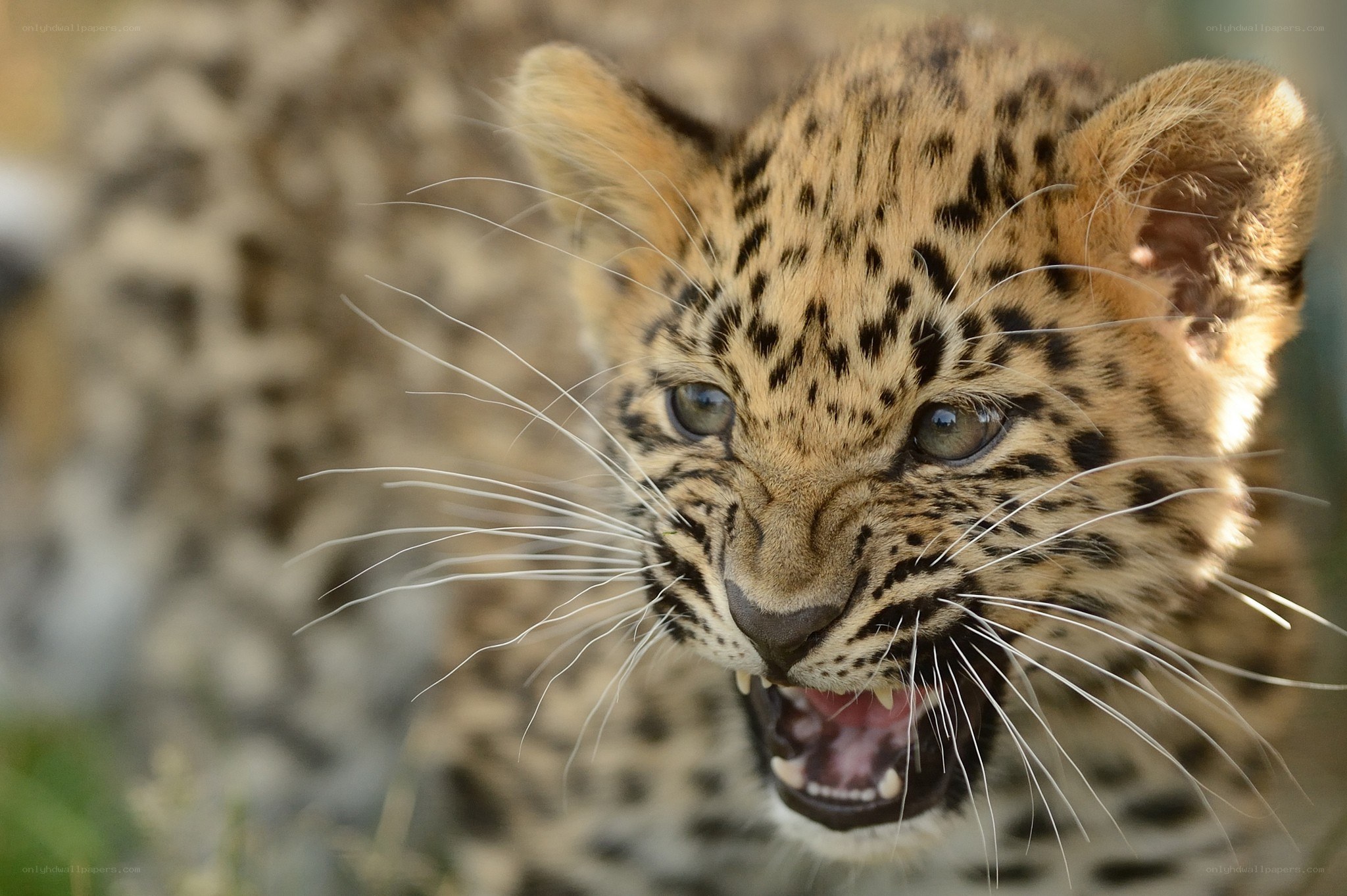 leopard cub with open mouth