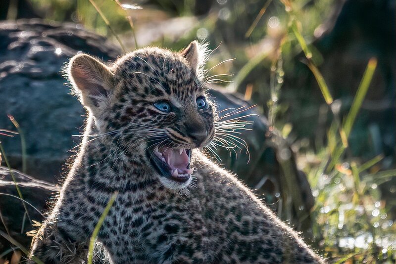 Leopard Cub Yawning — Brown, Natural, Afternoon