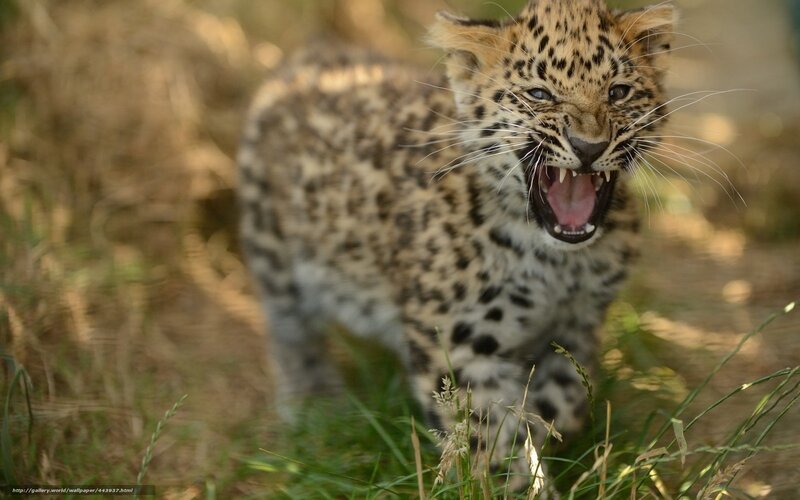 Leopard Cub Yawning — Brown, Natural